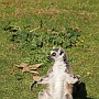 catta05.jpg