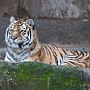 tigre4.jpg