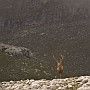 cervi-08.jpg