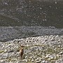 cervi-14.jpg