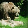bear01.jpg