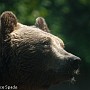bear02.jpg