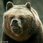 bear03.jpg