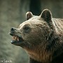 bear04.jpg