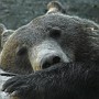 orso-03.jpg