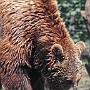 orso-04.jpg