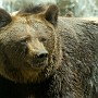orso-05.jpg