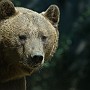 orso01.jpg