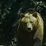 orso02.jpg