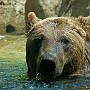 orso03.jpg