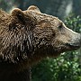 orso04.jpg