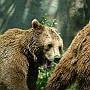 orso05.jpg
