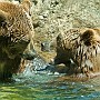 orso06.jpg