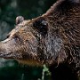 orso07.jpg