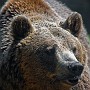 orso08.jpg