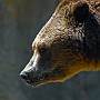 orso09.jpg