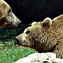orso10.jpg