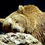 orso11.jpg
