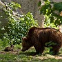 orso12.jpg