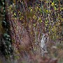 lince0901.jpg