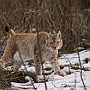 linx1.jpg