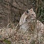 linx10.jpg