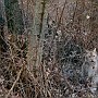 linx11.jpg