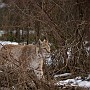 linx13.jpg