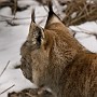 linx14.jpg
