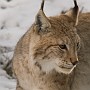 linx15.jpg