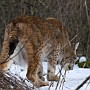 linx18.jpg