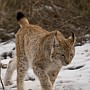 linx2.jpg