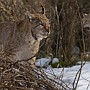 linx4.jpg