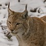 linx6.jpg