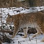 linx7.jpg