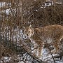 linx8.jpg