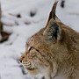 lynx19.jpg