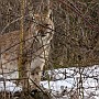 lynx20.jpg