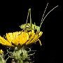macro010.jpg