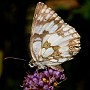 macro012.jpg
