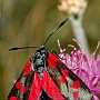 macro014.jpg