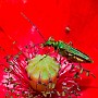 macro017.jpg