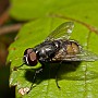 macro018.jpg