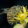 macro020.jpg