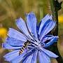 macro05.jpg