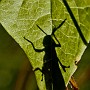 macro08.jpg