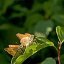 macro09.jpg