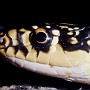 hyeropis01.jpg