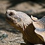 marginata.jpg