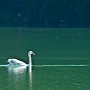 cigni02.jpg